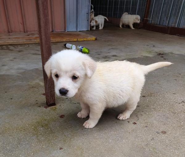 Beba, Cucciolina Futura Taglia Media
